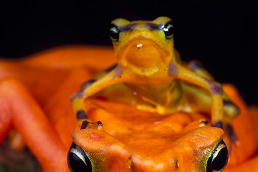 small frog sitting on top larger frog
