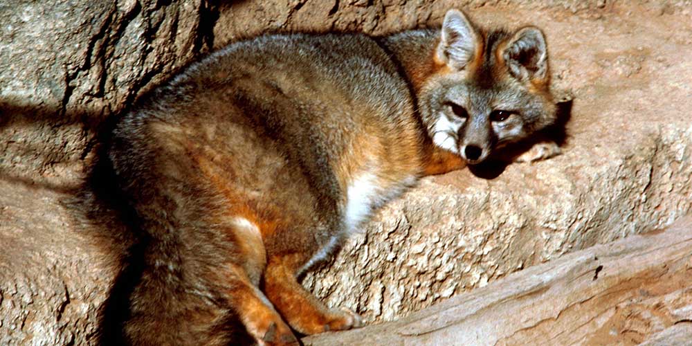 Understanding Ecology of Gray Foxes and Asian Bear Population Estimation